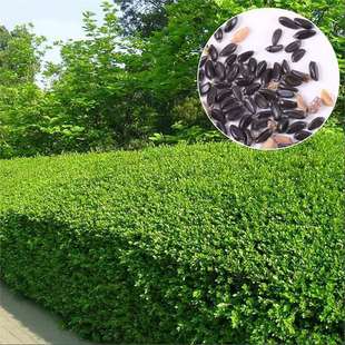 瓜子黄杨种子 黄杨木树种大小叶黄杨籽 法国日本冬青龟甲冬青种籽