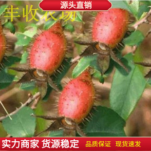 金樱子苗种子刺梨子树苗金英子刺糖罐带土