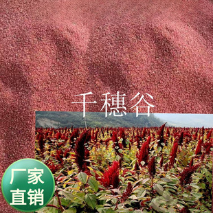 美国观赏 食用籽粒苋种子 红色籽粒苋籽 动物喂养适应性强