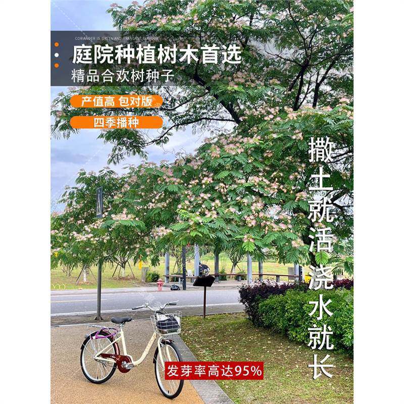 散装合欢种子银合欢种子红花合欢种籽 金合欢种子 绒花树种子