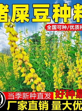 猪屎豆护坡灌木种子胡枝子紫穗槐多花木兰荆条刺槐银合欢复绿种籽
