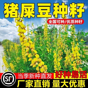 猪屎豆护坡灌木种子胡枝子紫穗槐多花木兰荆条刺槐银合欢复绿种籽