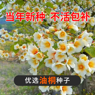 新采油桐树种子桐油树林木种籽子经济作物炼油药用园林庭院绿化