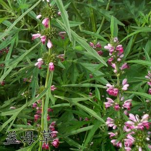 野生益母草种子四季播种易活益母草种子可以食用克