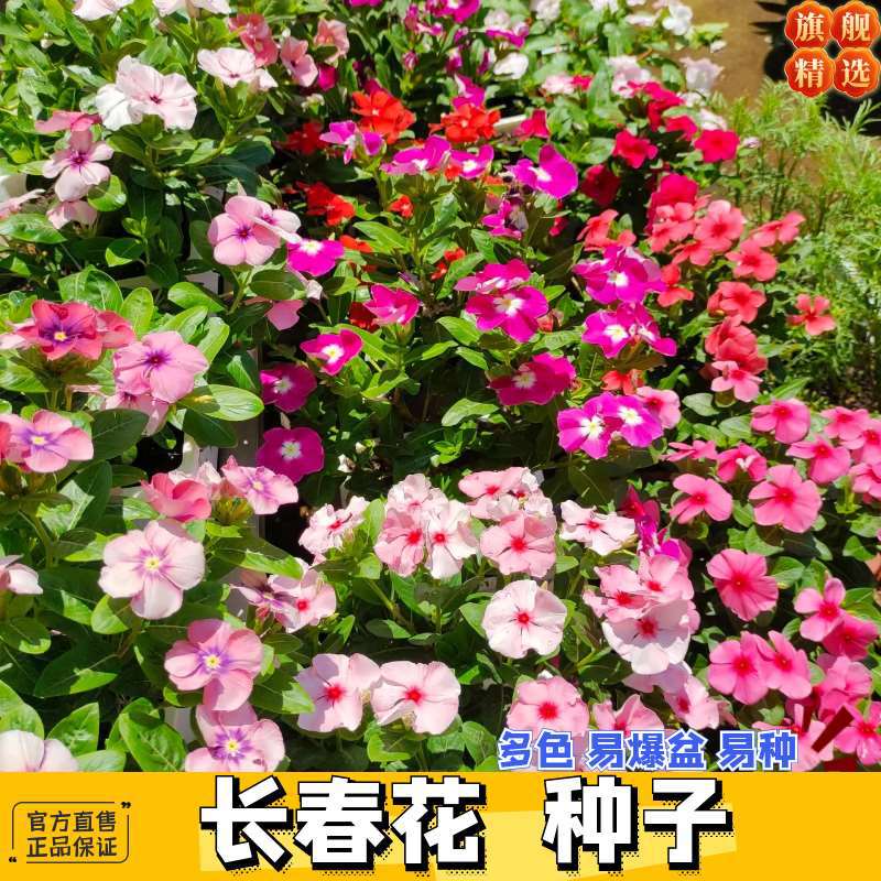 长春花种子日日开花四季可种五瓣花颜色艳丽室内外庭院花种子