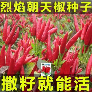 朝天辣椒种子高产超辣早熟辣椒种籽四季菜园蔬菜种子大全阳台播种