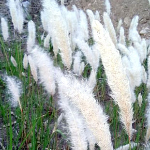 白茅草四季播易活坟头山坡杂草绿化针茅白毛草野生白茅根种籽种苗