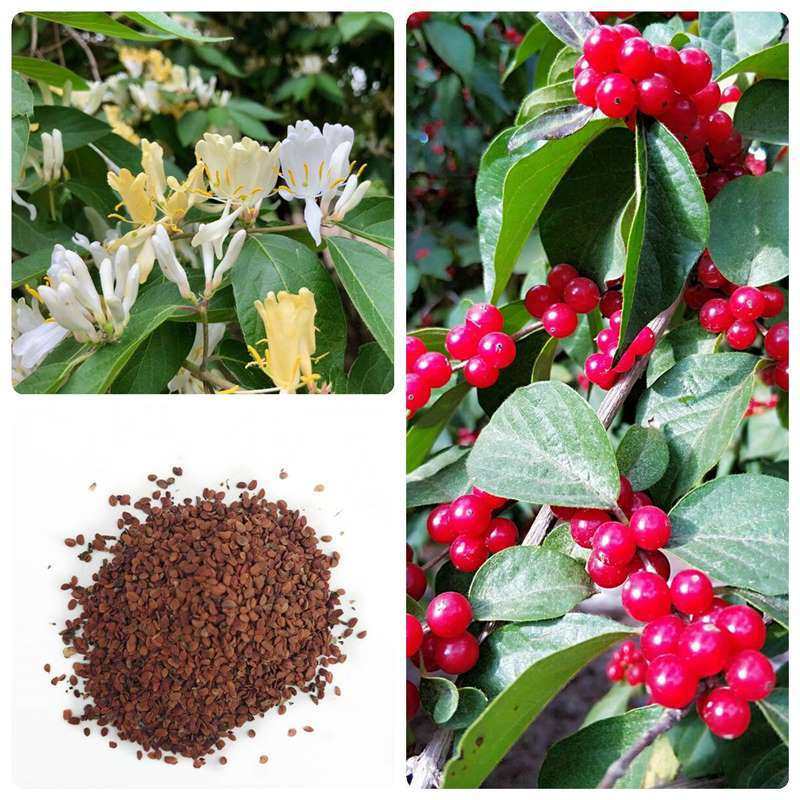 金银木种子花木绿化行道林木苗木植物树种籽金银忍冬种子四季播种