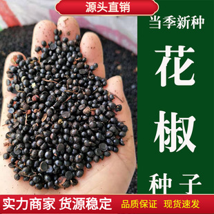 花椒种子  新采大红袍 狮子头 红盖 大麻椒种子育苗 无刺花椒籽