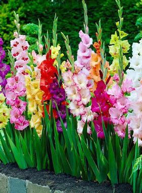 剑兰种球多年花卉盆栽十三太保唐菖蒲四季室外庭院易种植物球根