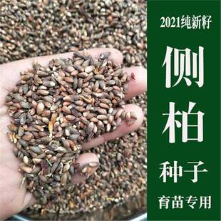 野生侧柏树种子柏树籽侧柏籽扁柏籽松柏树籽育苗行道绿化林木种子