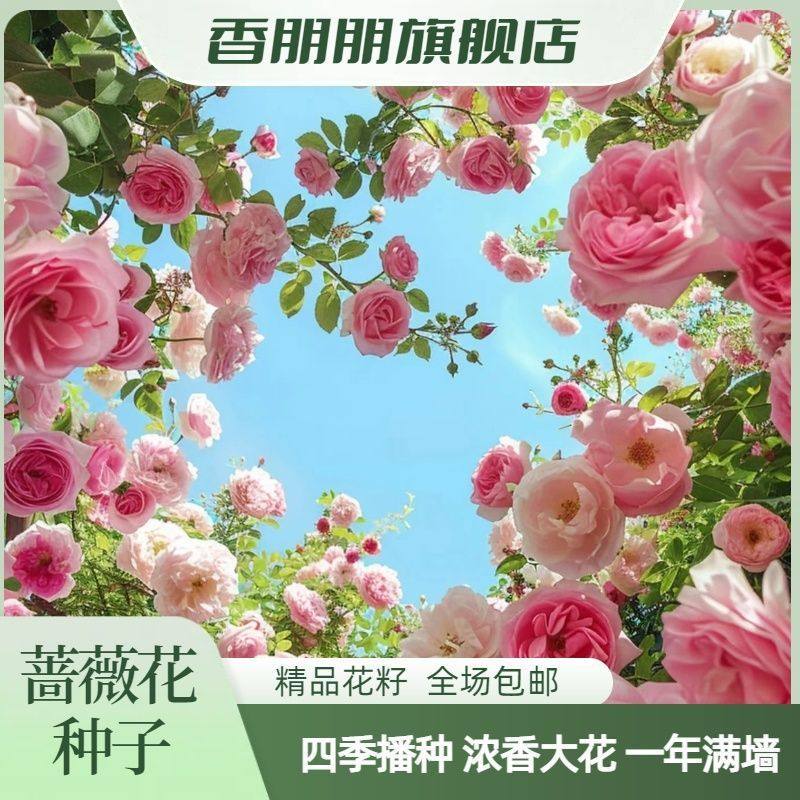 爬藤蔷薇花种子四季可种无刺玫瑰懒人易种耐寒耐热庭院爬墙花种籽