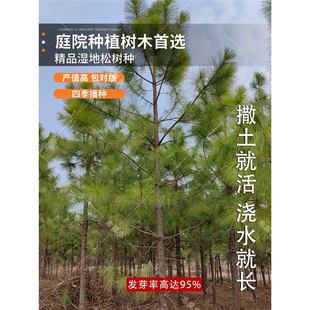 新采湿地松种子落叶松种子松树木种子水上公园绿化造林