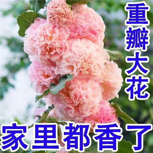 【满屋都香了】蜀葵花种子一丈红四季开花不断好养浓香型花卉重瓣