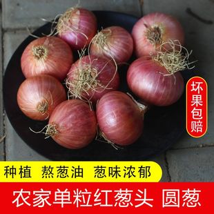 特价红皮小毛葱红葱头种子大葱头笨毛葱小洋葱毛葱东北葱头种子