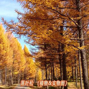 落叶松种子 松科荒山造林 森林更新的主要树种易活林木种子