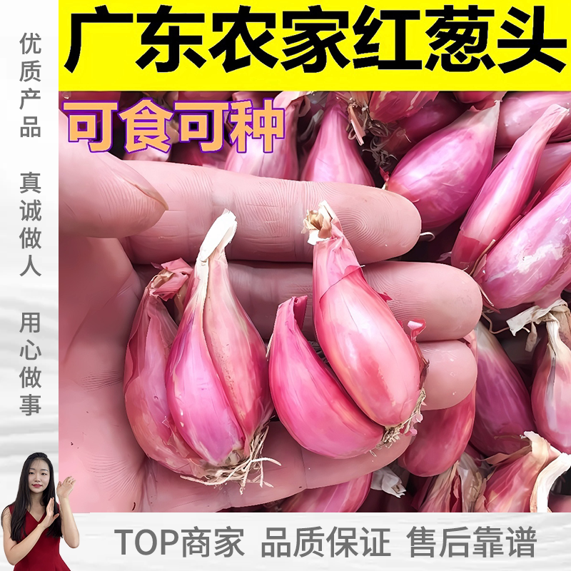 红葱头广东干葱头火葱新鲜小香葱家庭园艺种子