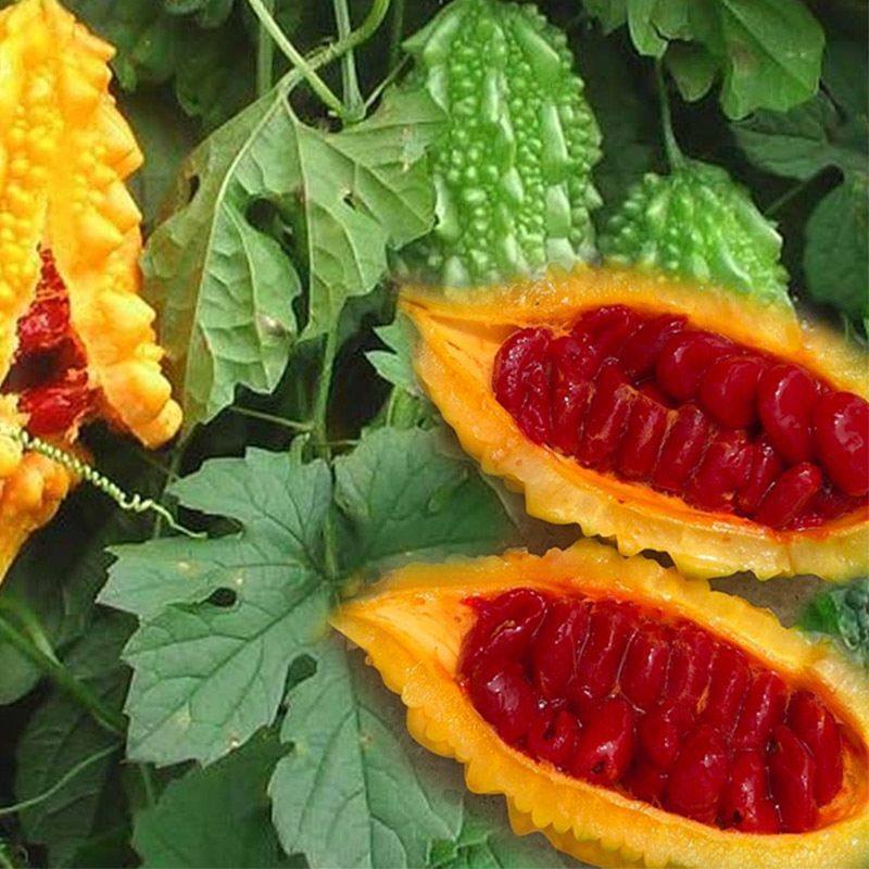赖葡萄癞葡萄种子种籽金铃子黄金瓜小癞瓜种子西瓜香瓜四季蔬菜种