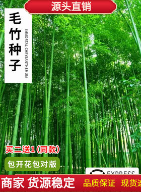 大型毛竹种子 青竹苗 刚竹 四季竹子 雷竹食用竹笋大青竹黄竹种籽