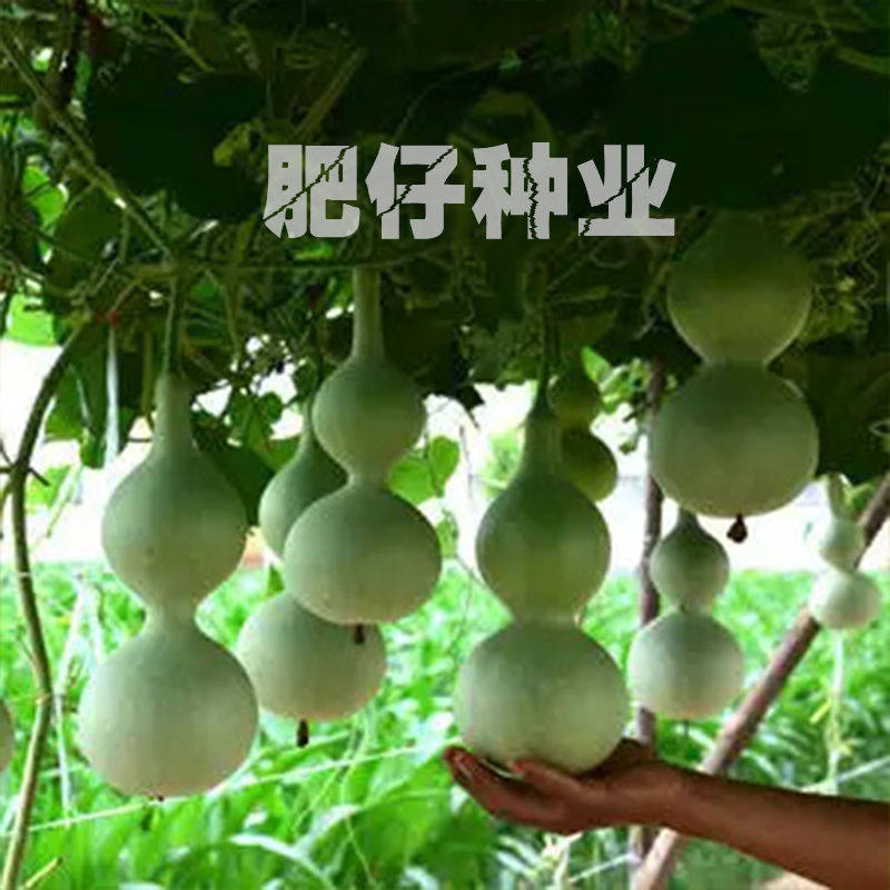 大酒葫芦食用葫芦种子菜种子四季播农家蔬菜大葫芦种子花种子瓠子