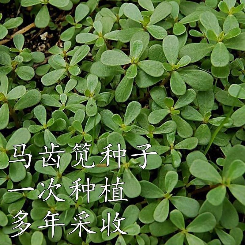 野菜种子野生食用新马齿笕种子保健野菜长寿菜马齿苋庭院阳台种植