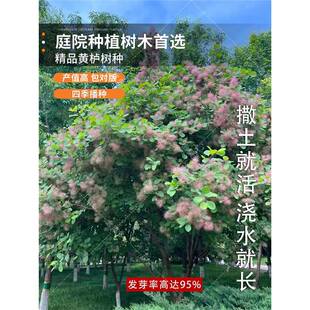 新采花种子/黄栌种子/烟树种子/花卉/彩叶树种子 林木种子 优惠了