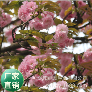 观赏大乔木树种子 观赏樱花树种子 山樱花 多种 林木种子