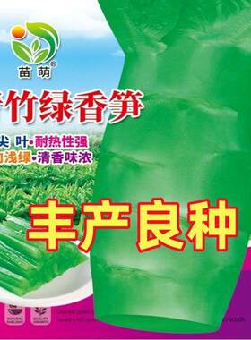 青竹绿香笋四季种植丰产性好菜种越冬耐寒田园尖叶莴笋蔬菜种子籽