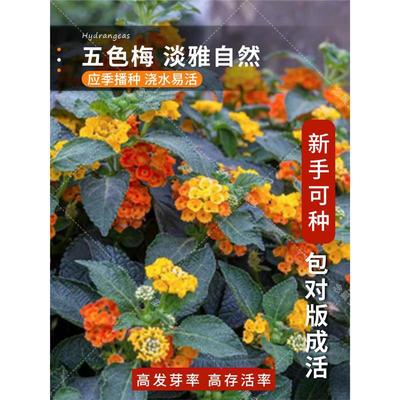 五色梅种子五彩花五雷丹五色绣球四季庭院春夏季驱蚊马樱丹种籽孑