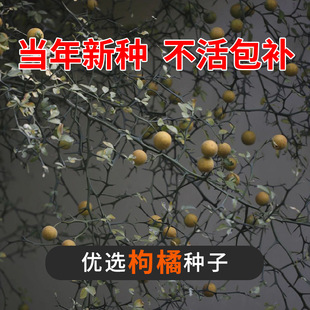 枸橘种子铁篱寨臭橘枸橘李枳实橘红臭杞枸棘子钢橘子臭刺积壳种籽
