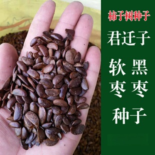 软枣种子 君迁子种子 黑枣种子 新采野生柿子树种子 柿子树种籽