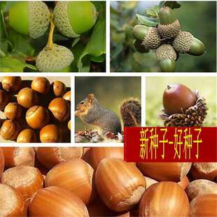 橡树种子橡树苗青冈栎橡子苗栗茧蒙古栎