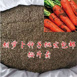 胡萝卜种子一斤 半斤 50克 胡萝卜种籽红胡萝卜种子蔬菜种子