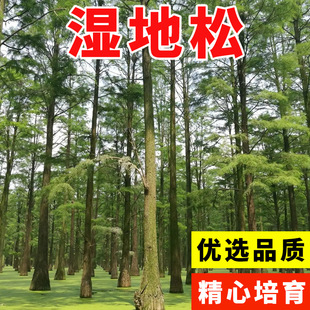 新采湿地松种子落叶松种子松树木种子水上公园绿化造林
