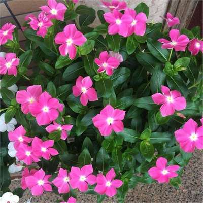 长春花种子五叶梅日日春花种籽庭院四季开花多年生易养活四季开花