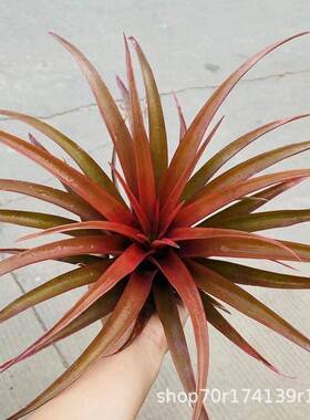 空气铁兰卡马装龙铁兰兰绿植室内阳比台客YAI厅饰壁挂吊厂家