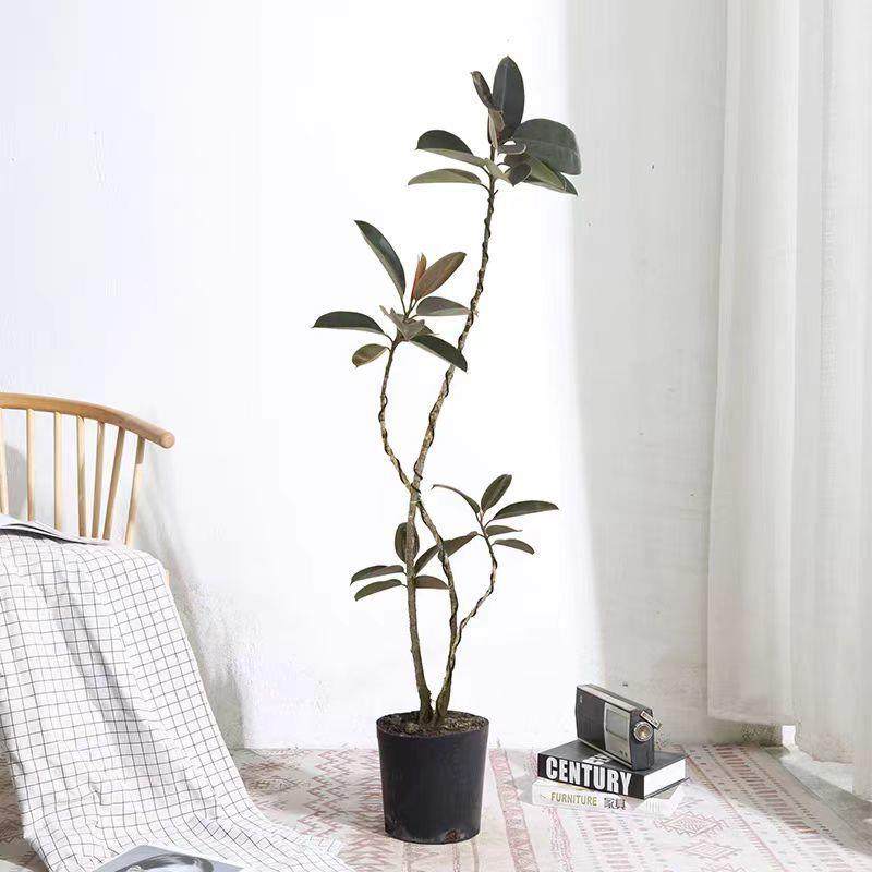 橡黑金刚皮栽大型绿植盆客厅室内办公大叶四季观叶植物净树化FA15