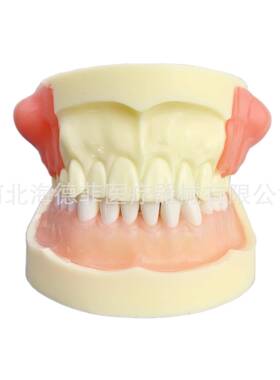 M4030病理模型牙齿模型牙模型练习模型