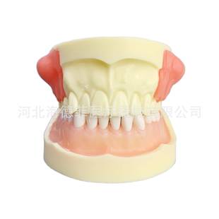 M4030病理模型牙齿模型牙模型练习模型