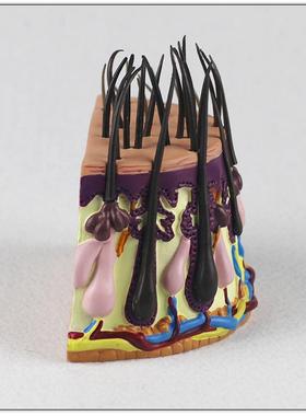 毛发成长过程毛囊放头发皮肤人放皮大肤解剖大QED体解剖模型