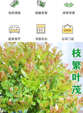 金丝楠木盆栽小叶赤楠甲景盆造型金丝楠木盆景小叶桢OQB楠树吸苗