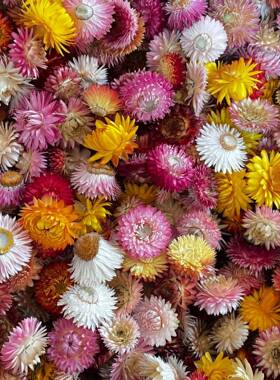 麦小秆头菊菊花干花七彩菊小蜡菊雏花菊花头真DF012香薰蜡烛