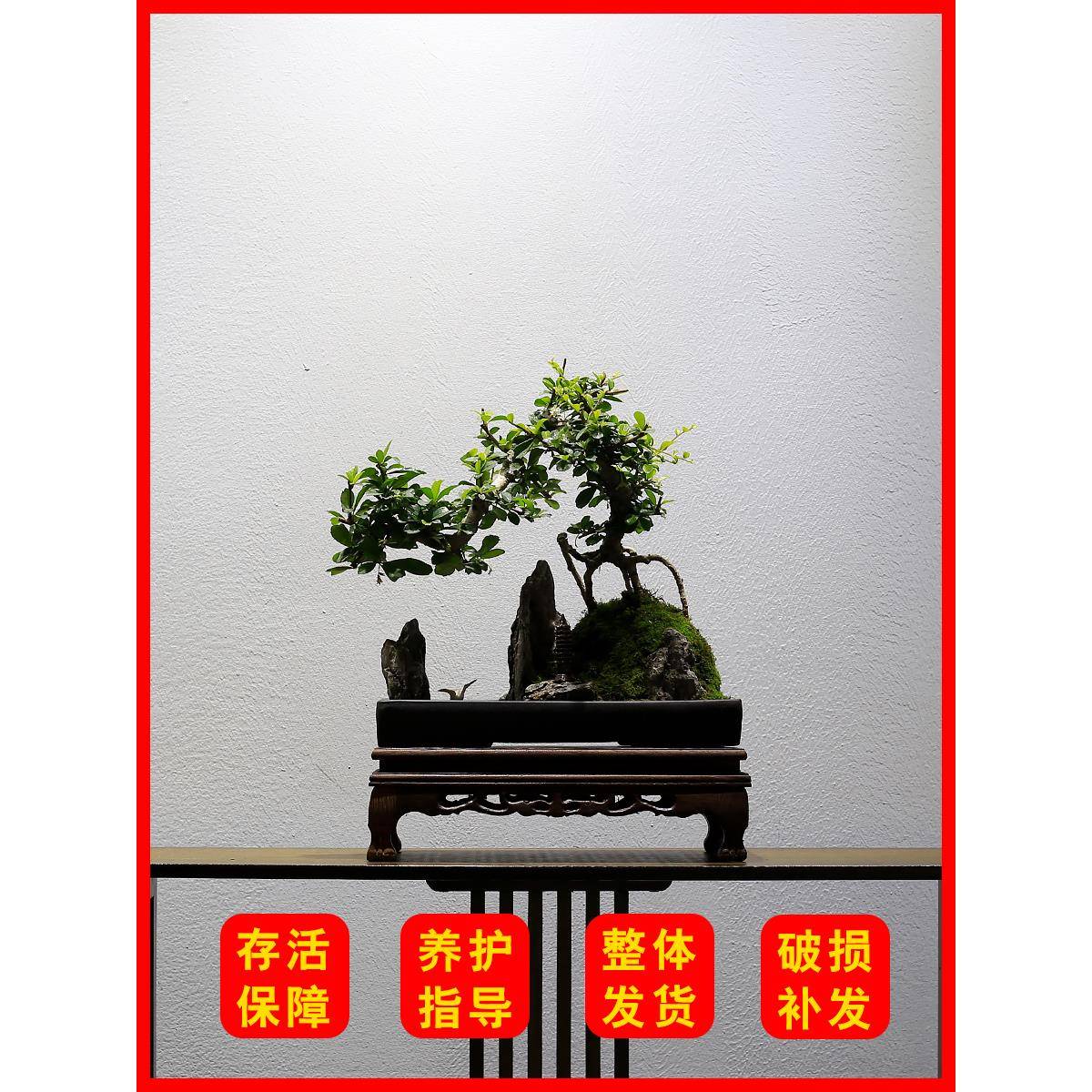 小叶福建茶山水假山盆景造型桩UMN植物室老内厅办公室室茶绿植客