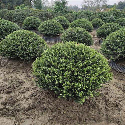 南沙长苗木基地直湖IRF供四季常青龟冬青甲球优质灌木移栽活性高