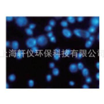 110659沃特曼原装进口黑色聚碳酸酯圆片PC膜孔径0.8um