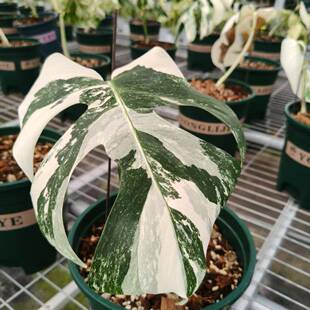 清尾货一盆白锦化龟背竹一叶一芽机发(母随仓叶消会耗lz632Q7y不