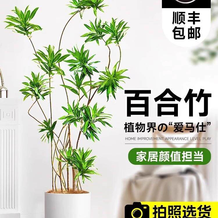 百合竹客厅绿植室内大型落地式大盆栽办公室四季常青真花植物摆件
