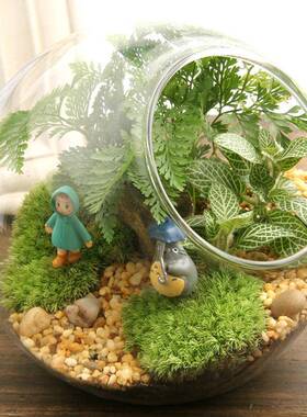 苔藓微景观创意礼品斜摆摆件苔藓瓶生态瓶tz-20181小梅13口办公室