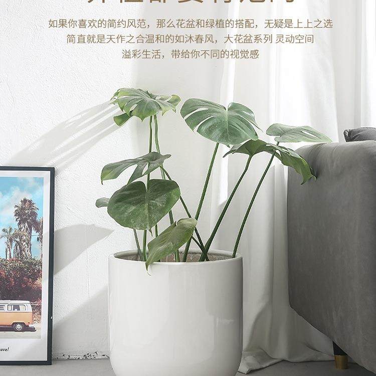 白盆色轻大号口径陶花家用客厅F97MTTTM奢感百瓷合竹龟背竹发财树,家居饰品,花盆,淘宝优惠券,粉丝福利购,淘宝优惠卷