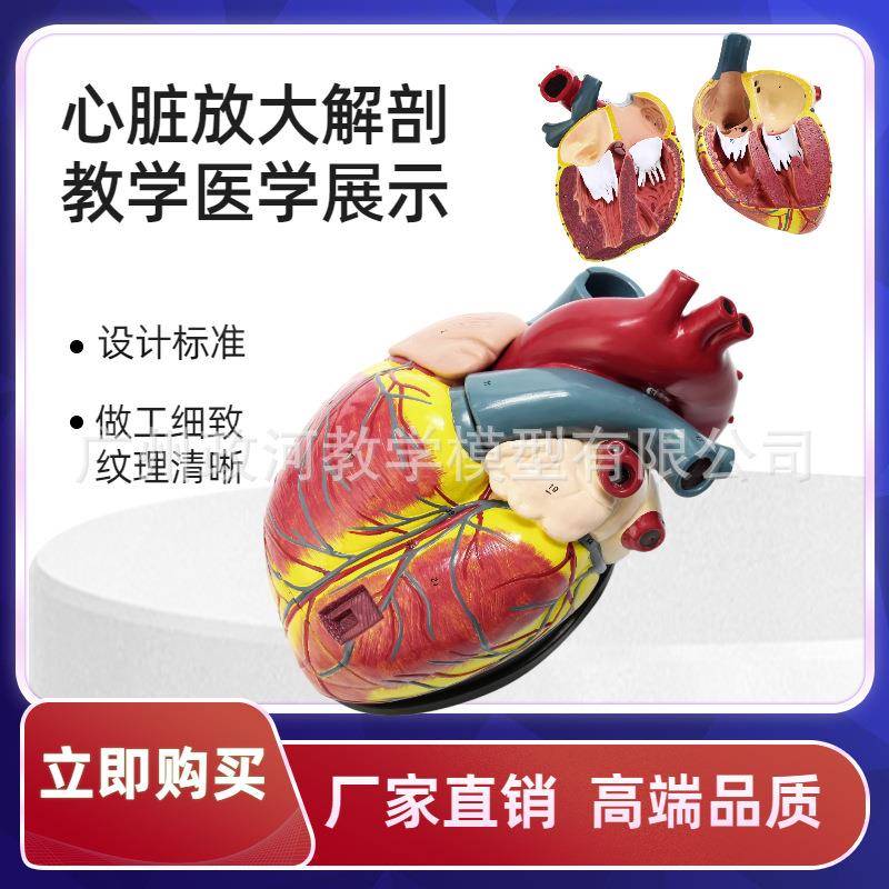 人学体标准心脏解剖超模无品牌/型B超彩可拆卸然大心脏自医教学教